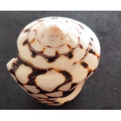 Ring Schelp