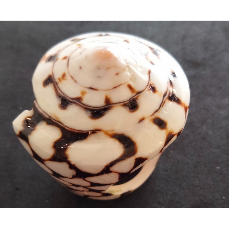 Ring Schelp
