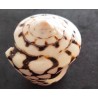 Ring Schelp