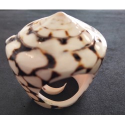 Ring Schelp