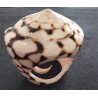 Ring Schelp
