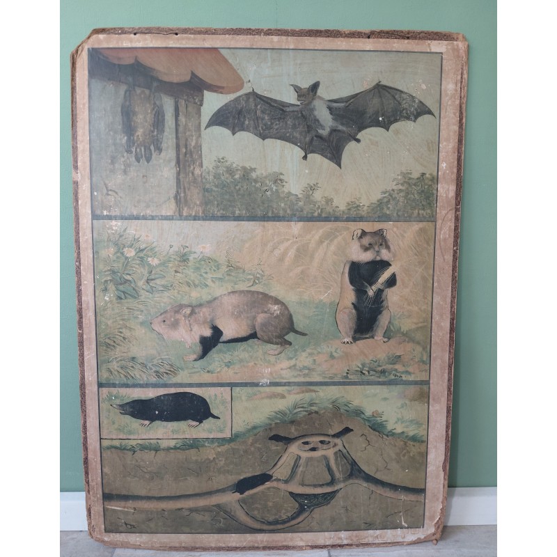 Schoolplaat Vleermuis